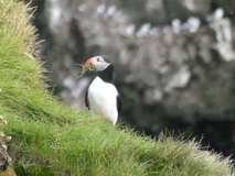 Jul 27, 2026: Iceland, Hiking, Bird
