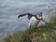 Jul 27, 2026: Iceland, Hiking, Bird