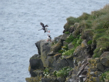 Jul 27, 2026: Iceland, Hiking, Bird