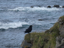 Jul 27, 2026: Iceland, Hiking, Bird