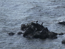 Jul 27, 2026: Iceland, Hiking, Bird