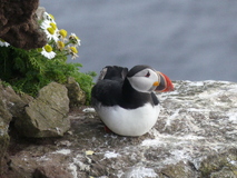 Jul 27, 2026: Iceland, Hiking, Bird, Flower