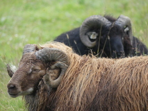 Jul 29, 2026: Iceland, Hiking, Animal