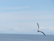 Jul 29, 2026: Iceland, Hiking, Bird