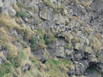 Jul 29, 2026: Iceland, Hiking, Bird
