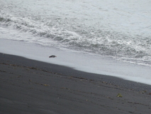 Jul 29, 2026: Iceland, Hiking, Bird