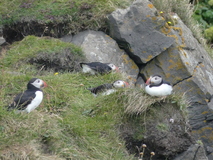 Jul 29, 2026: Iceland, Hiking, Bird