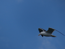 Jul 29, 2026: Iceland, Hiking, Bird