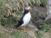 Jul 29, 2026: Iceland, Hiking, Bird