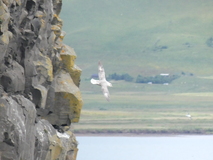 Jul 29, 2026: Iceland, Hiking, Bird