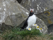 Jul 29, 2026: Iceland, Hiking, Bird, Flower