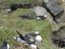 Jul 29, 2026: Iceland, Hiking, Bird