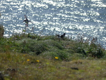 Jul 29, 2026: Iceland, Hiking, Bird