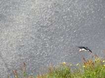 Jul 29, 2026: Iceland, Hiking, Bird