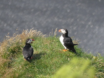 Jul 29, 2026: Iceland, Hiking, Bird