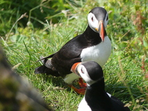 Jul 29, 2026: Iceland, Hiking, Bird