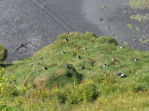 Jul 29, 2026: Iceland, Hiking, Bird