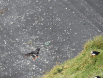 Jul 29, 2026: Iceland, Hiking, Bird