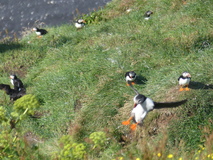 Jul 29, 2026: Iceland, Hiking, Bird