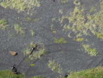 Jul 29, 2026: Iceland, Hiking, Bird