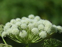 Jul 30, 2026: Iceland, Hiking, Bug, Flower